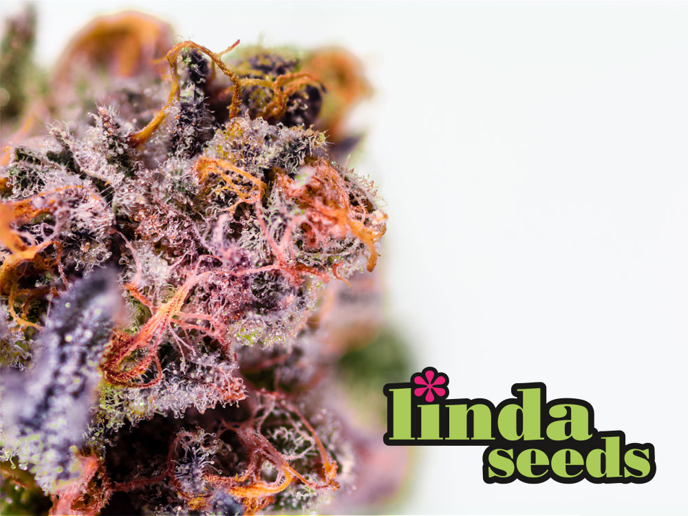 linda seeds